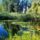 Tunderrozsas_vizes_elohely_az_ujhidi_dunaag_dunaszigeten-003_2193146_8839_t