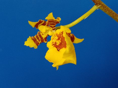 Az Oncidium egyik virágja