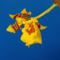 Az_oncidium_egyik_viragja_2194953_7735_s