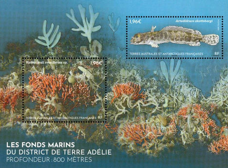A Terre Adélie kerület tengerfeneke