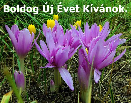 Boldog Új Évet Kívánok az ide látogatóknak.