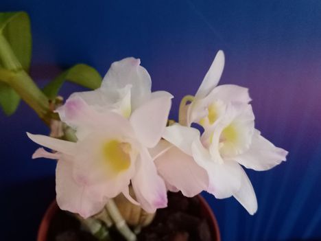 Dendrobium nobile 