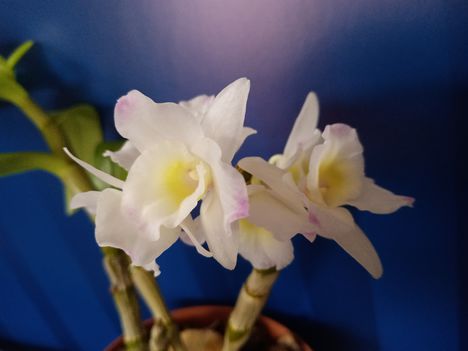 Dendrobium nobile 2.