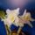 Dendrobium_nobile_2_2195721_6833_t