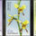 Bennszulott_orchideak_2196128_7922_t