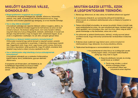 Kisokos kutyatartóknak - a gazdivá válás előtt és után