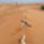 Cicak-003_2197158_1160_t