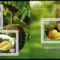 Durian_gyumolcs_2197684_4491_s