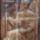 Horvat_kiralysag_2197977_3102_t