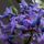 Jacint_2197028_3069_t