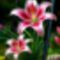 Kepek3_1_2197919_1932_s