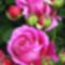 Kepek3_2_2197920_4544_s