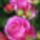 Kepek3_2_2197920_4544_t