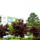 Majus_elejen_2197726_2064_t