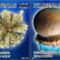 Meduzak_2197674_8871_s