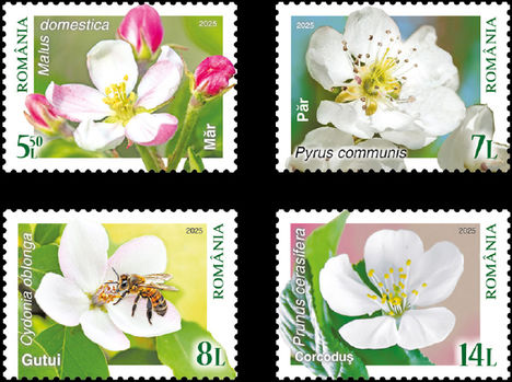 Orchideák
