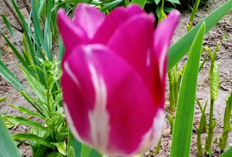 Tulipán.