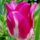 Tulipan-001_2197467_9171_t