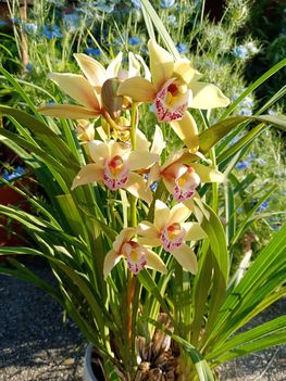 Csónakorchidea 1