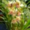 Csonakorchidea_1_2198126_7558_s