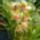 Csonakorchidea_1_2198126_7558_t