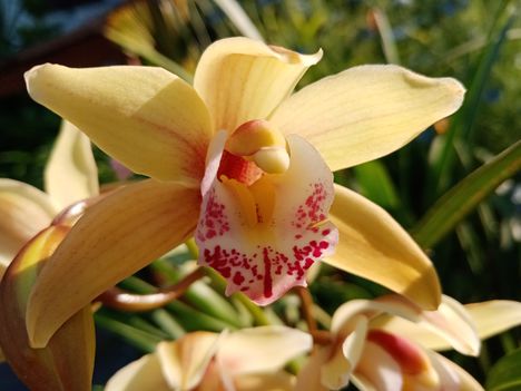 Csónakorchidea 2