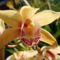 Csonakorchidea_2_2198127_4483_s