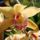 Csonakorchidea_2_2198127_4483_t