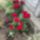 Draga_edesapam_es_edesanyam__adjon_a_jo_isten_oroknyugodalmat_nekik_es_az_orokvilagossag_fenyeskedjek_nekik__amen__legyen_konyu_a_fold_ami_fedi_josagos_szivuket_es_faradt_testuket_mi_atyank_aki_a_mennyekben_vagy_szenteltessek_meg_a_te_neved_jojjon_el_a_te_2198494_5570_t