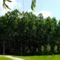 Junius_elejen_2198142_2914_s