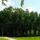 Junius_elejen_2198142_2914_t