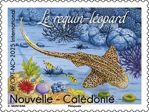 Leopárdcápa