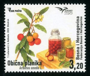 Nyugati szamócafa