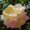Rozsa-008_2198206_6635_s