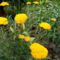 Sarga_cickafark_2198545_8650_s