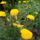 Sarga_cickafark_2198545_8650_t