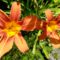 Sasliliomok_2198425_1652_s