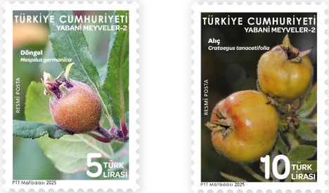 Vadgyümölcsök 2