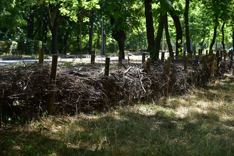 Holtfasövény a Népligetben (FŐKERT)