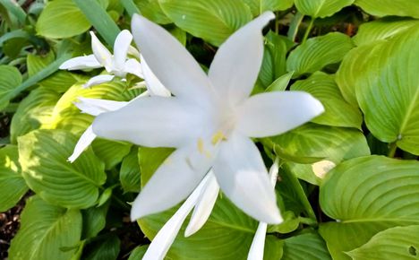 Hosta árnyékliliom.
