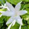 Hosta_arnyekliliom_2199208_8540_s