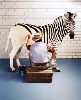 Így készül a zebra