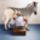 Igy_keszul_a_zebra_2199442_6889_t