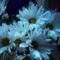 Krizantem_2199848_3238_s