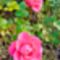Rozsak_2199347_8185_s
