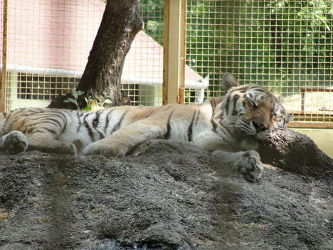 "a tigris az mindig egy jellem,fejéből ömlik a szellem"