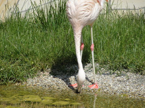 Flamingó.