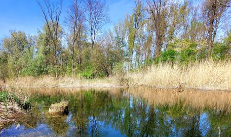 Kiváló biotóp a Zátonyi-Duna, Dunasziget
