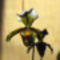 Paphiopedilum insigne