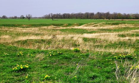 Tavaszi hérics (Adonis vernalis) a Mosoni síkságon, Várbalog 2024.03.31-én